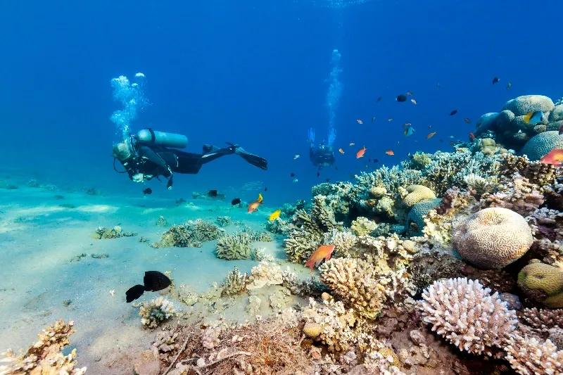 Perfect Diving Conditions Year-Round